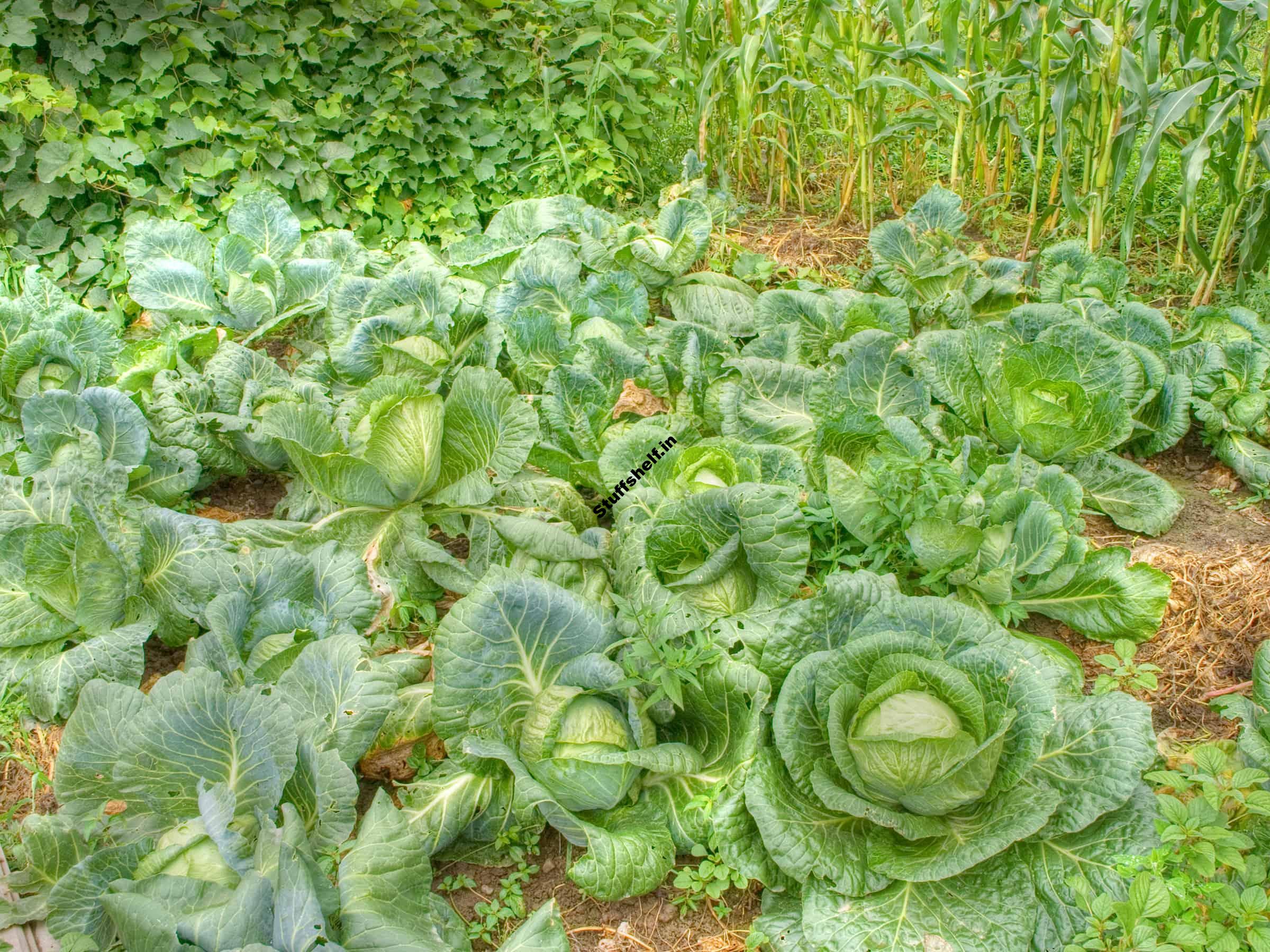 Cabbage Growing Problem Solutions