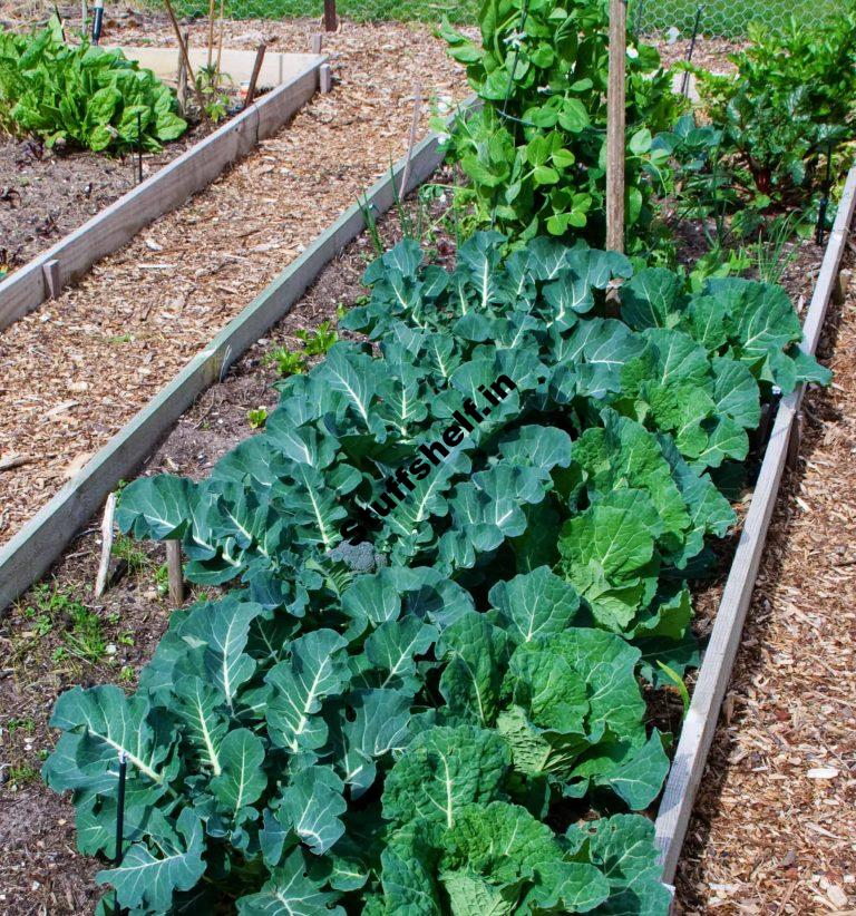 Broccoli Growing Problems and Solutions