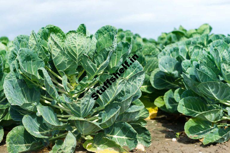 Brussels Sprouts Growing Problems and Solutions