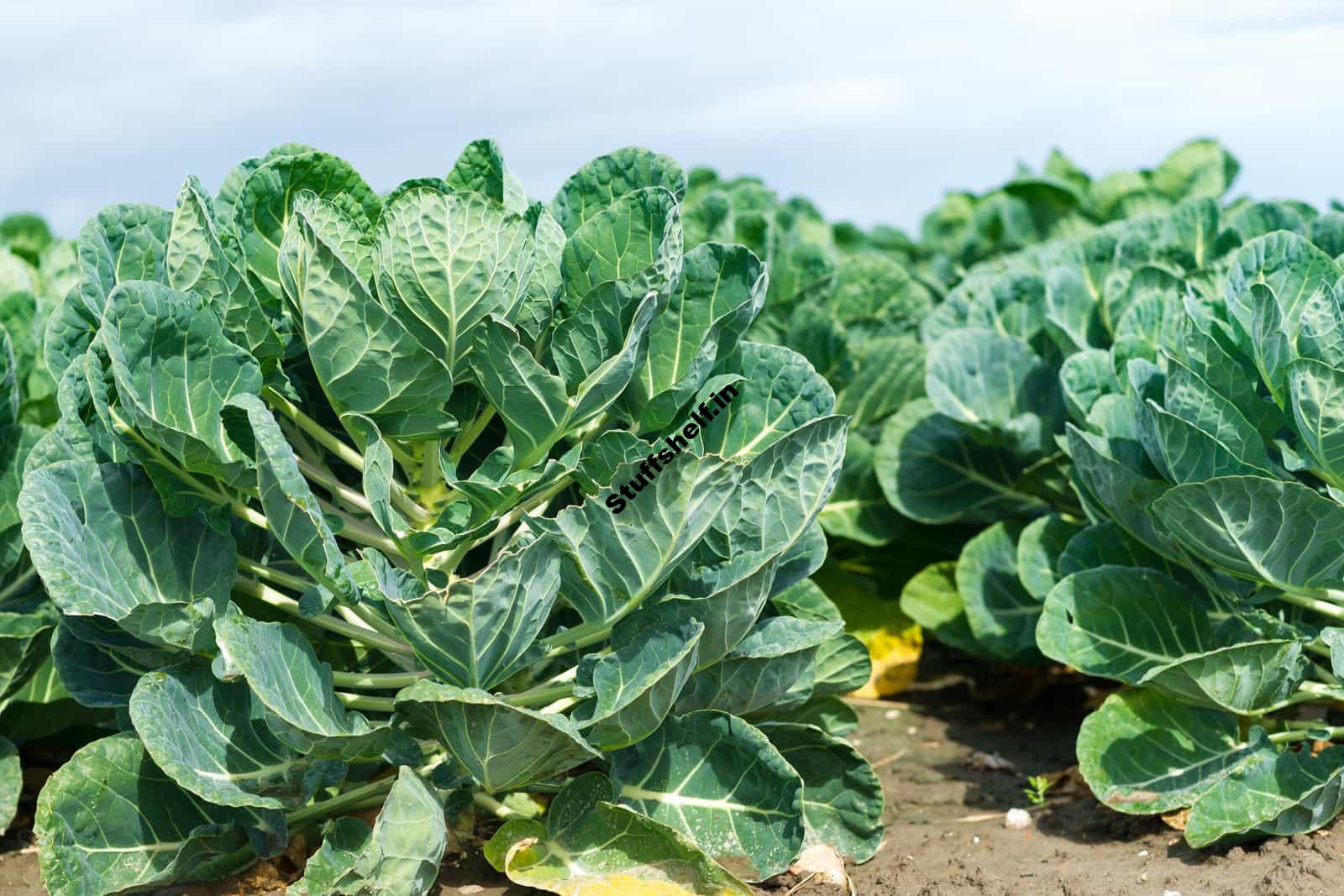 Brussels Sprouts Growing Problems and Solutions