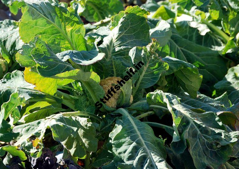 Cauliflower Growing Problems and Solutions