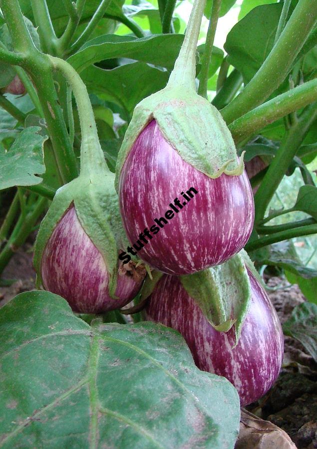 Eggplant Growing Problems and Solutions