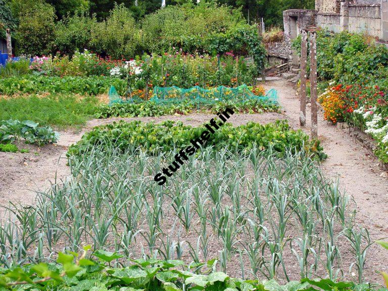 Onion Family Growing Problems and Solutions