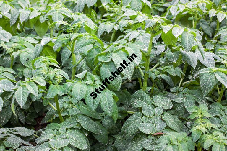 Potato Growing Problems and Solutions