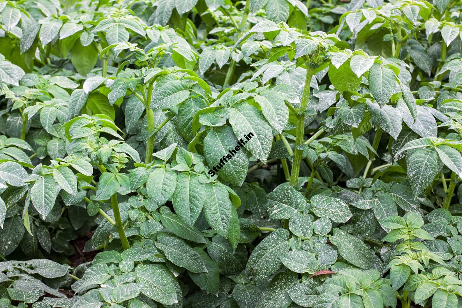 Potato Growing Problems and Solutions