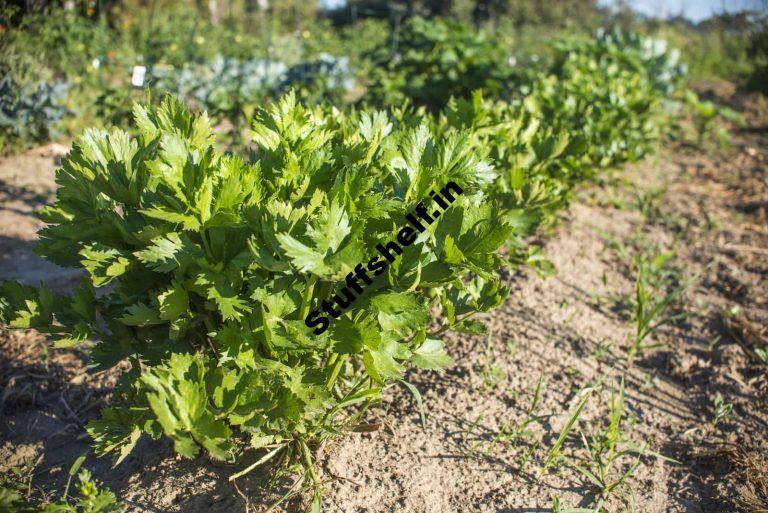 Celery Growing Problems and Solution