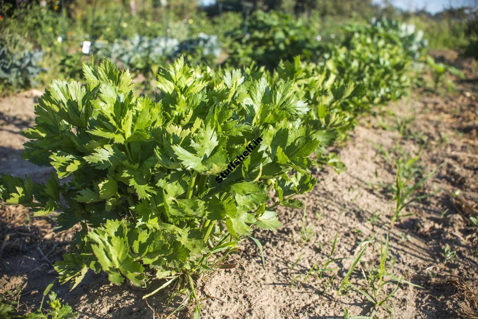 Celery Growing Problems and Solution