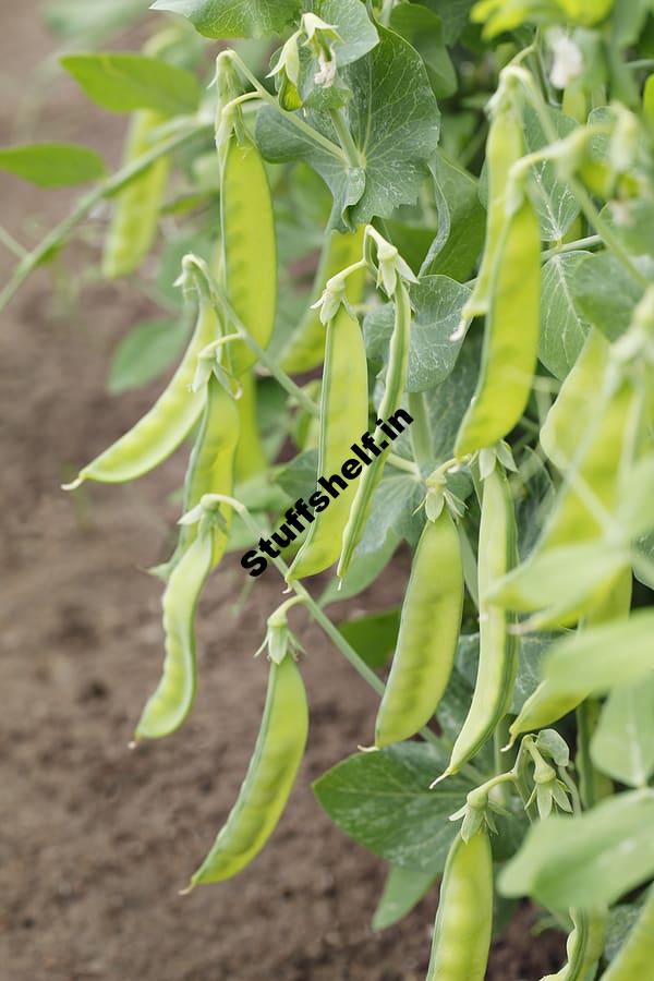 Pea Growing Problems and Solutions