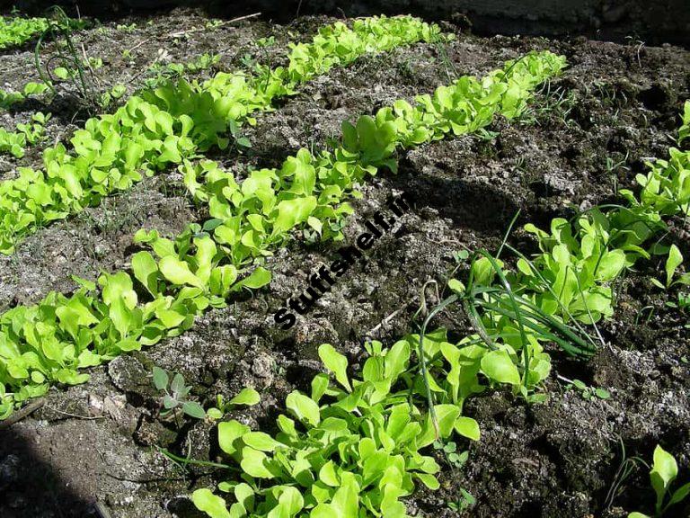 Lettuce Growing Problems and Solutions