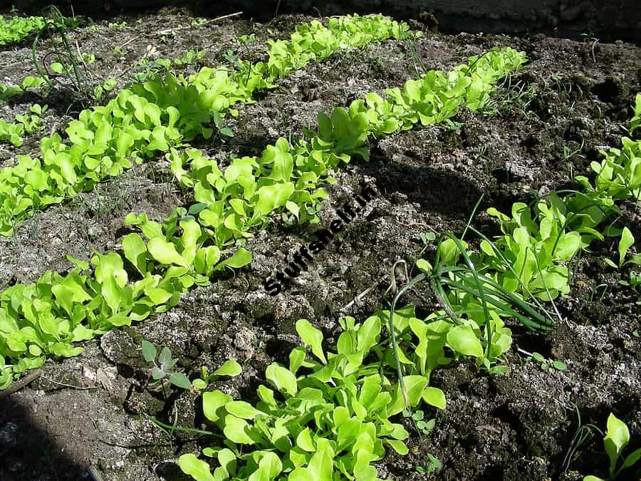 Lettuce Growing Problems and Solutions