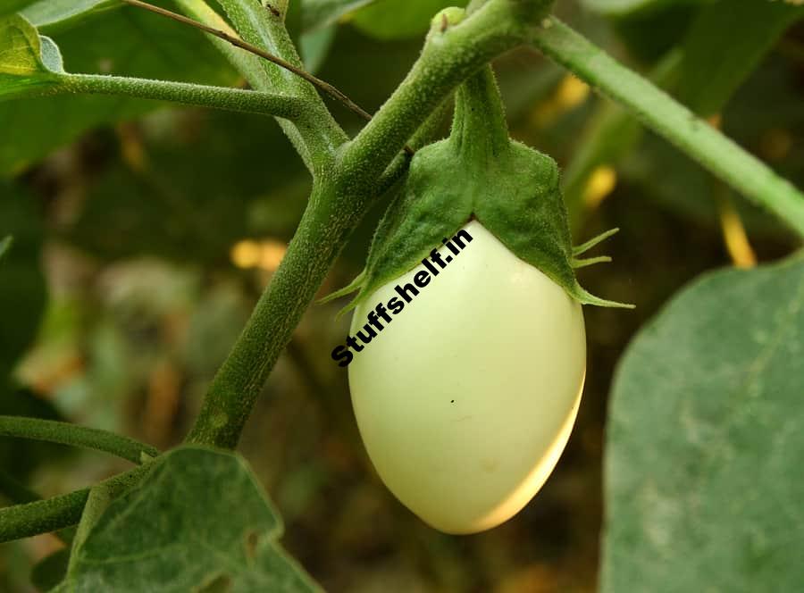 Eggplant Varieties That Are Easy to Grow