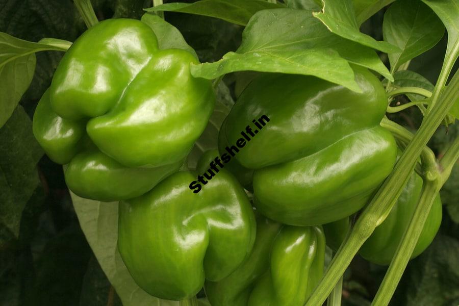 Pepper Varieties That Are Easy to Grow