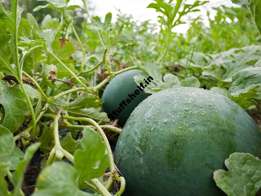 Melon Growing Problems and Solutions