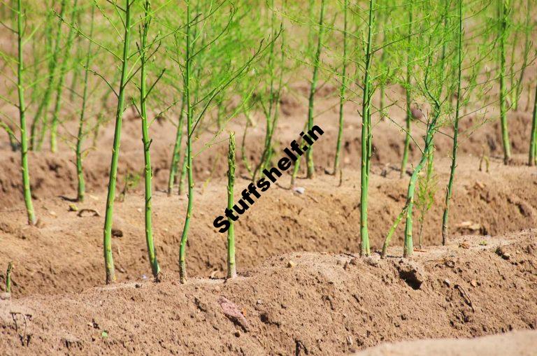 Asparagus Growing Problems and Solutions