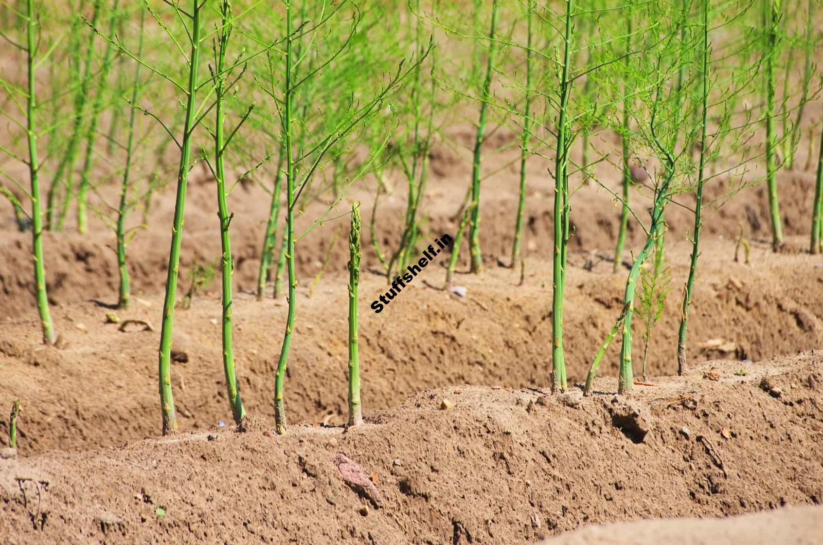 Asparagus Growing Problems and Solutions