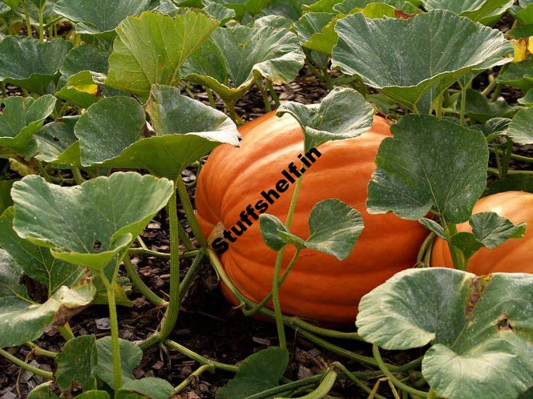 Pumpkin Varieties That Are Easy to Grow