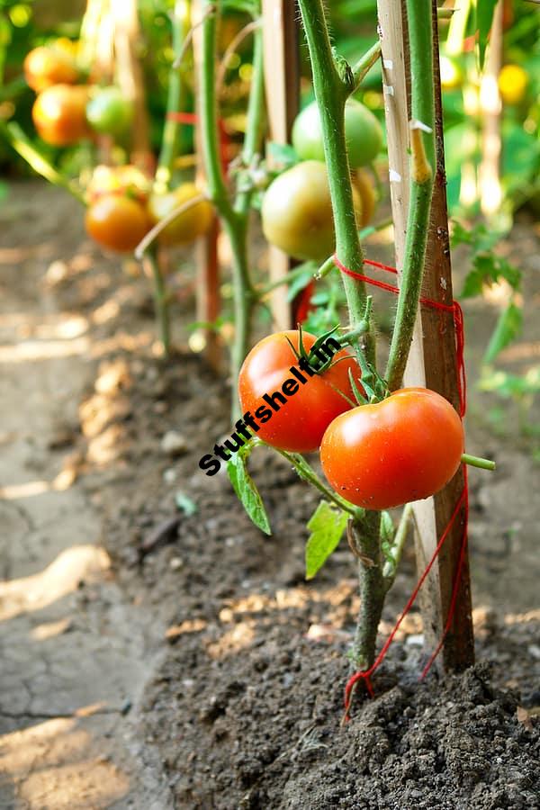 How to Prune Tomatoes