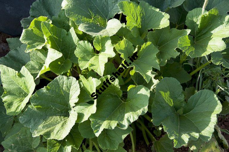 Squash Growing Problems and Solutions