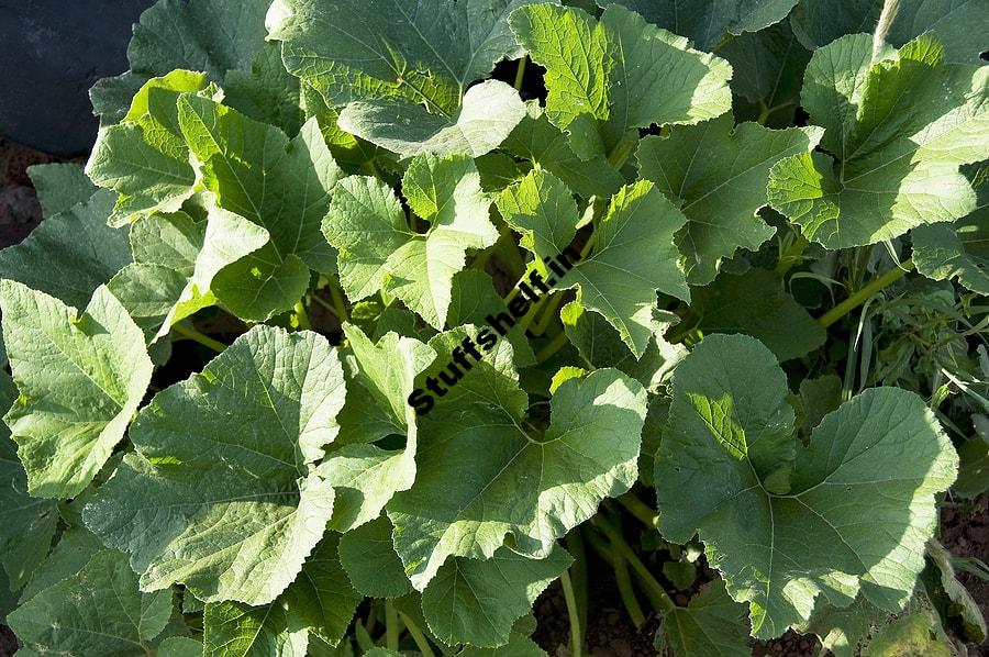 Squash Growing Problems and Solutions