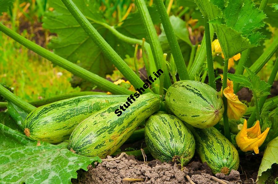 Summer Squash Varieties You Can Grow Now