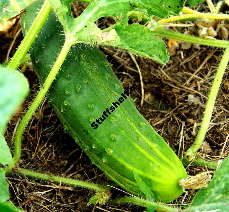 Cucumber Varieties That Are Easy to Grow