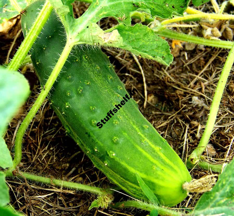 Cucumber Varieties That Are Easy to Grow