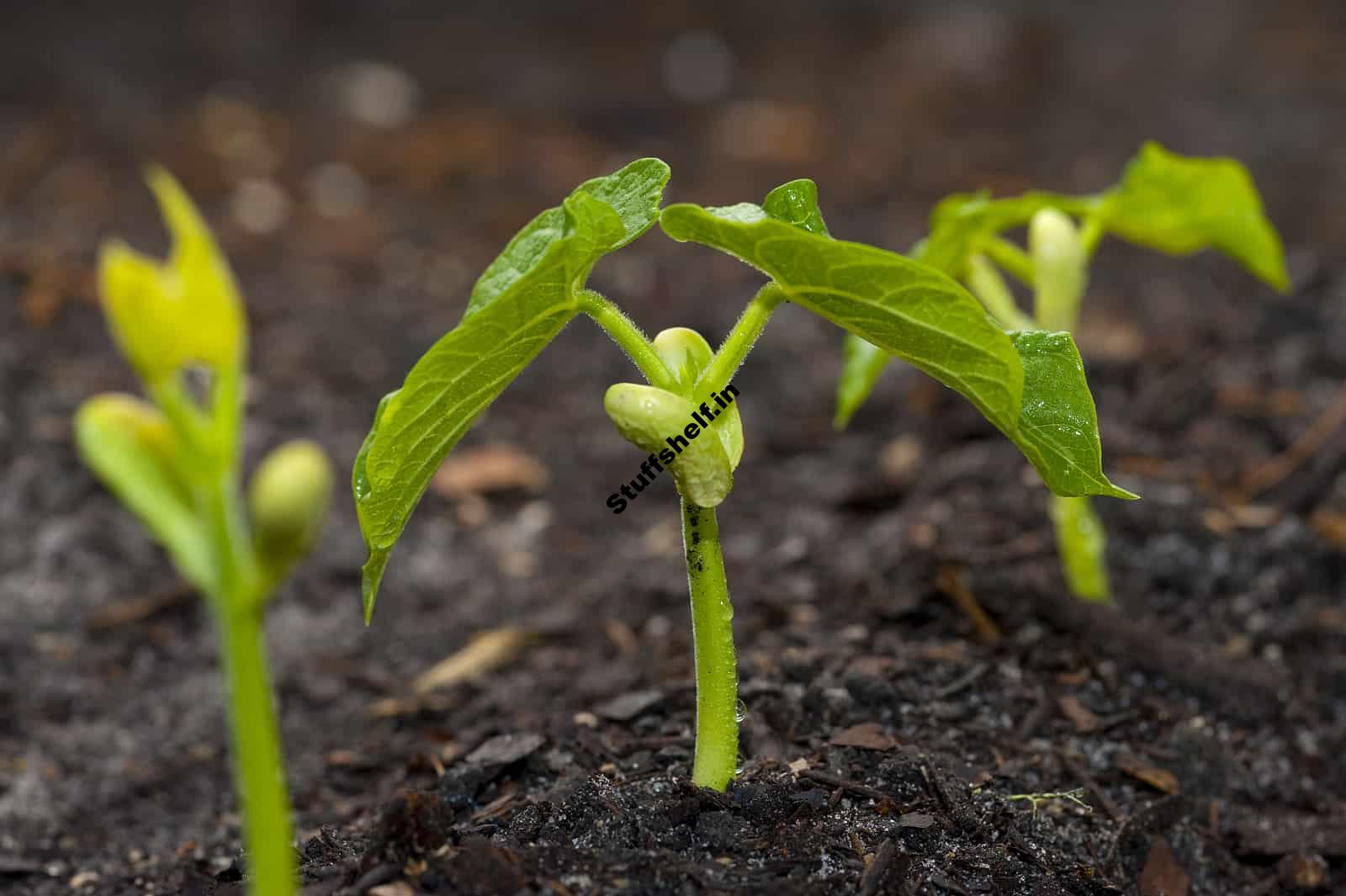 Bean Growing Problems and Solutions