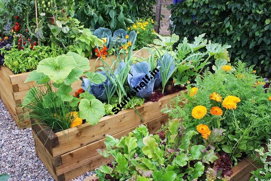 Insect Deterrent Plants for the Vegetable Garden