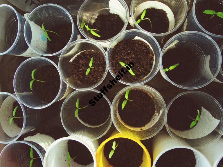 Seed Starting Vegetables in February