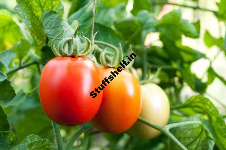 Tomato Varieties To Grow In Your Garden