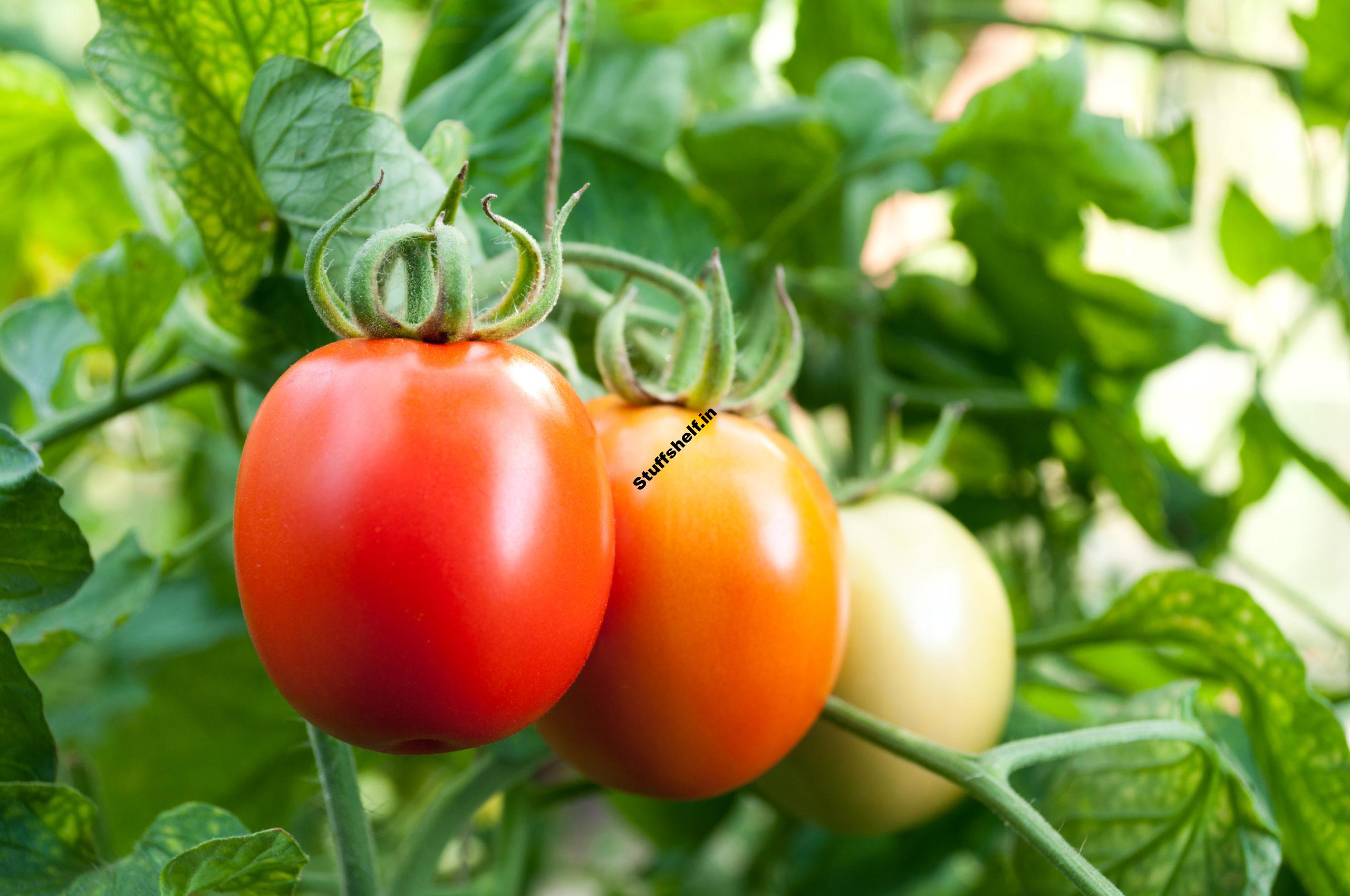 Tomato Varieties To Grow In Your Garden