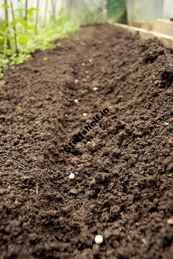 Guide to Starting Vegetable Seeds Indoors and Out