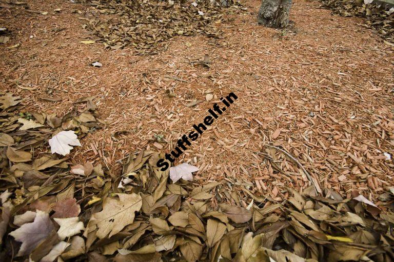 Autumn Soil Care Harvest to Table