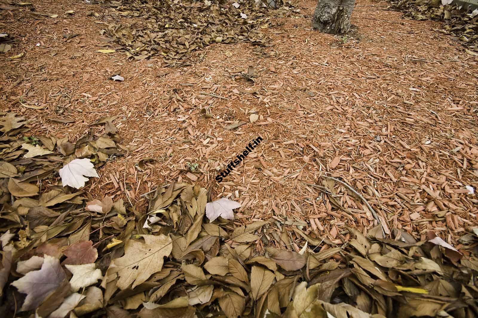 Autumn Soil Care Harvest to Table