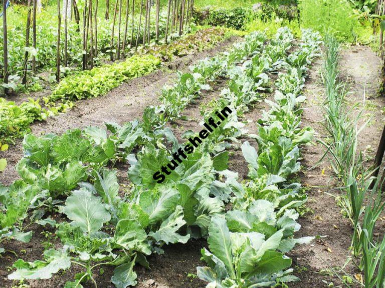 Cool Season Vegetable Varieties Listed Harvest to Table