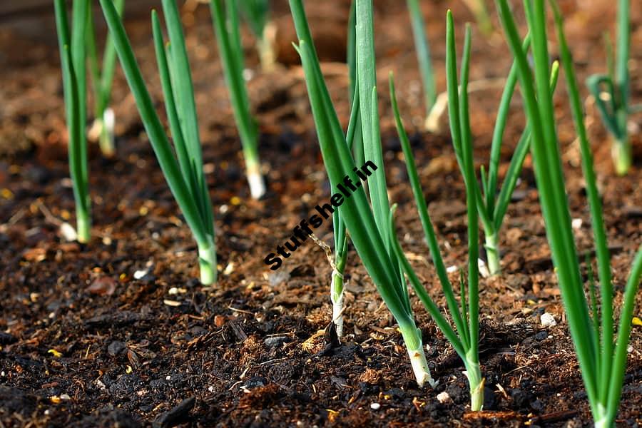 Planting Onions Spring or Fall