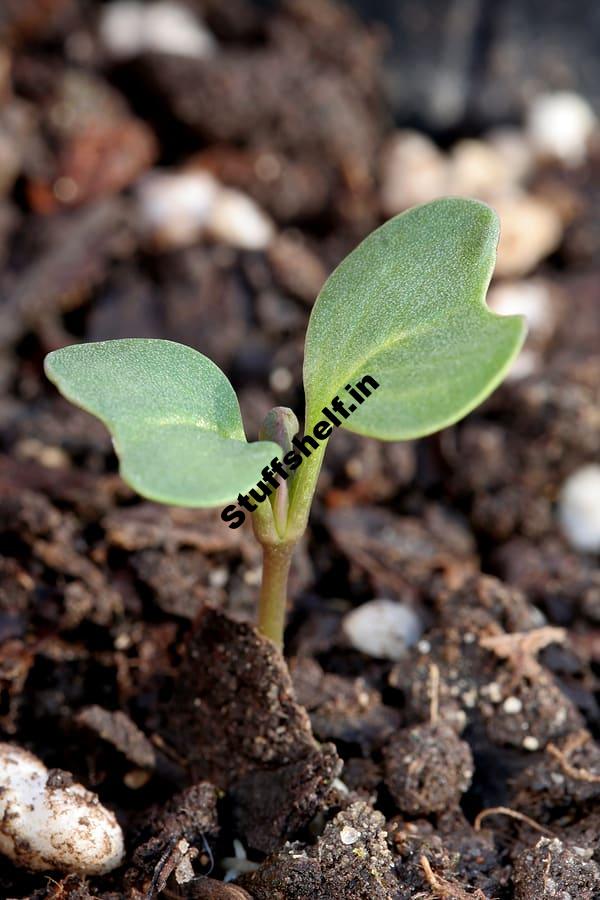 Plant Cabbage for Cool Weather Harvest