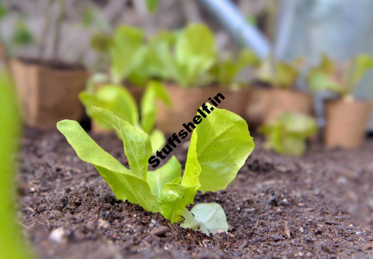 Planting Lettuce Harvest to Table