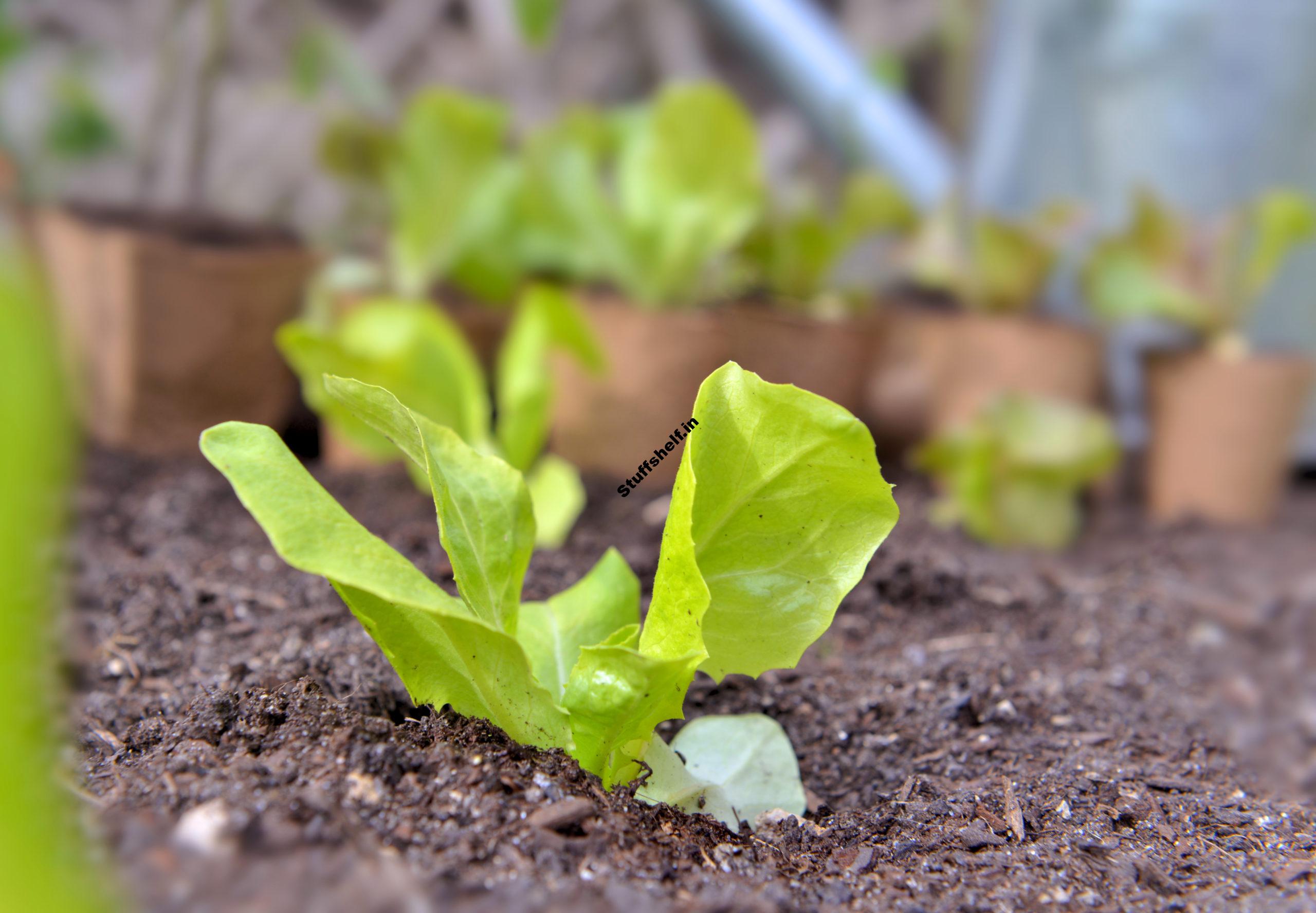 Planting Lettuce – Harvest to Table