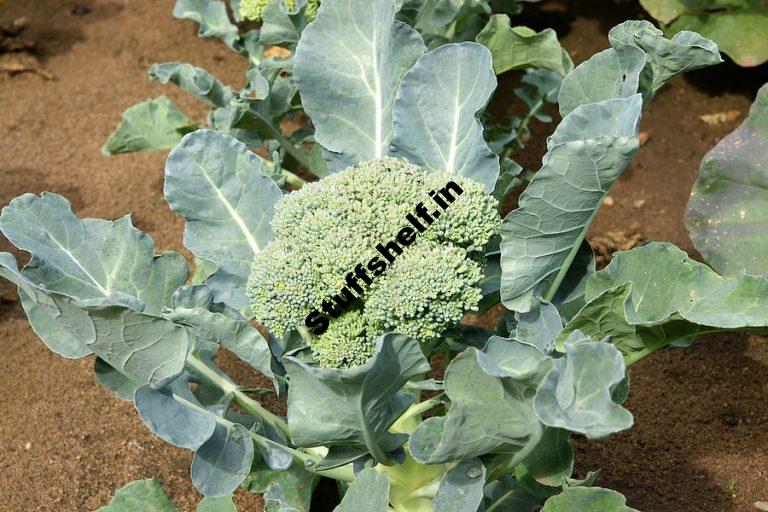 Planting Broccoli Harvest to Table