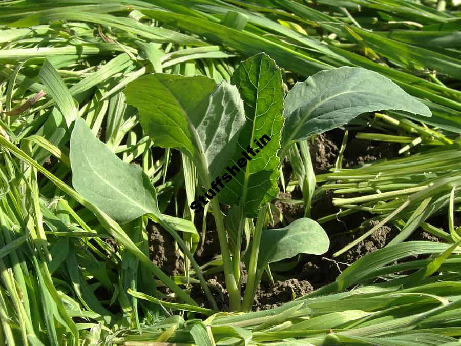 Planting Cauliflower in Your Garden