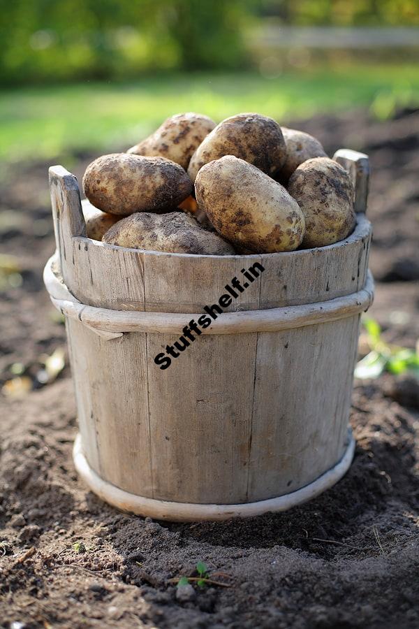 Storing Vegetables for Winter Harvest to Table