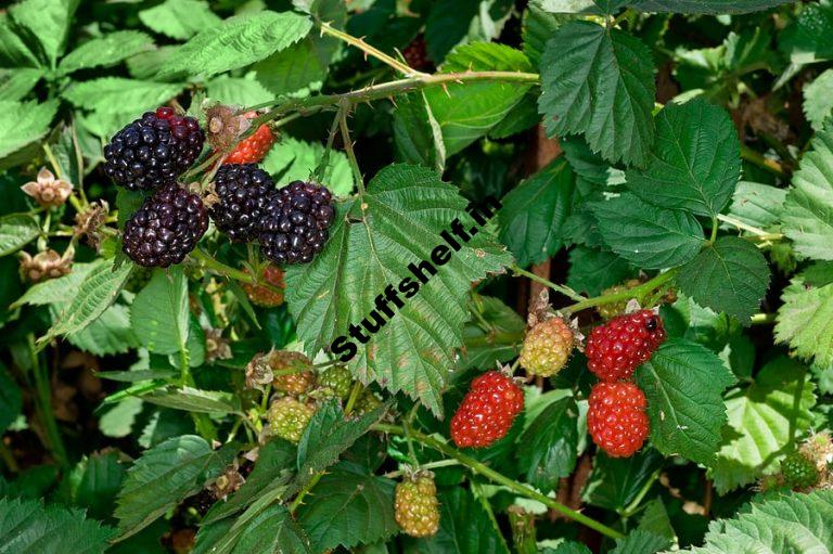 Blackberries Kitchen Basics Harvest to Table