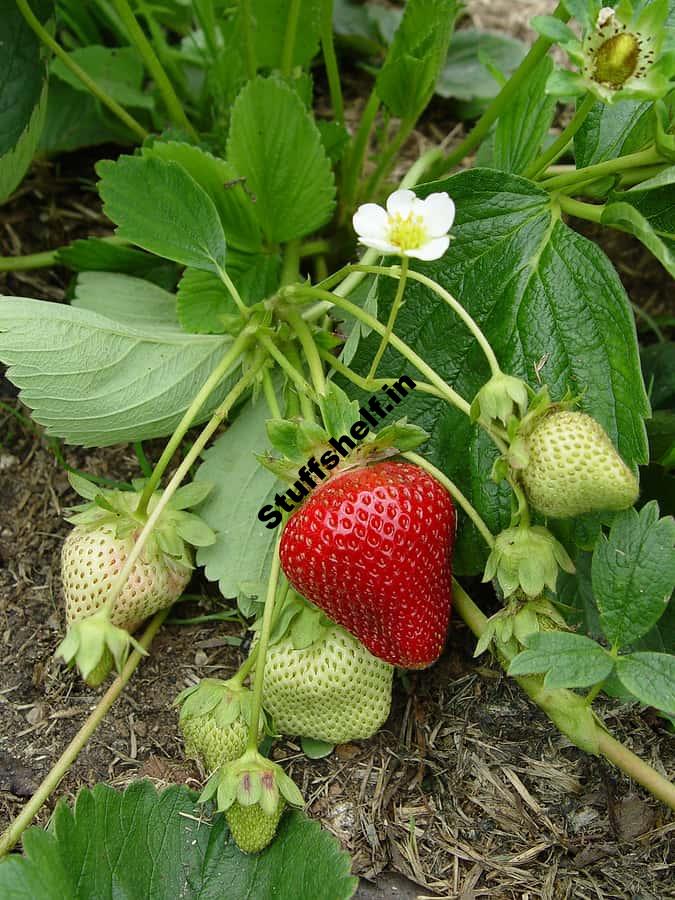 How to Plant and Grow Strawberries