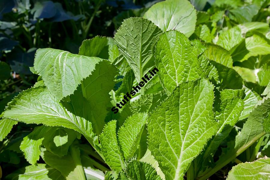 How to Cook and Serve Mustard Greens