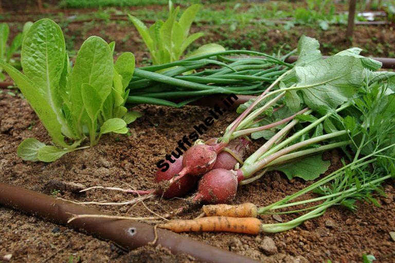 Grow Vegetables in the Right Season