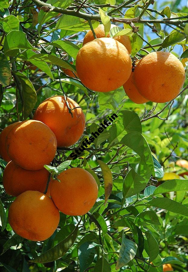 How to Pick a Ripe Orange