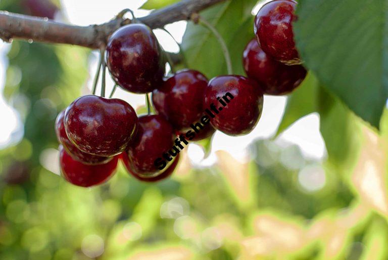 Sour Cherry Varieties – Harvest to Table