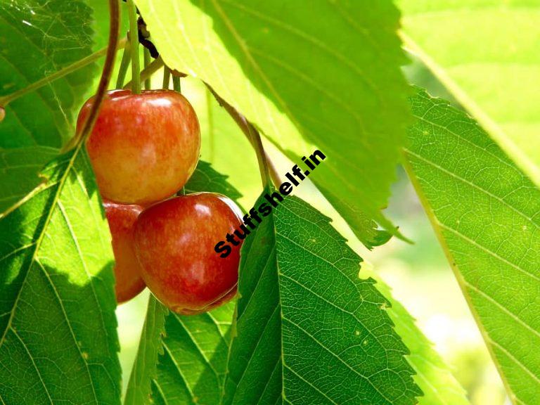 Sweet Cherry Varieties Harvest to Table