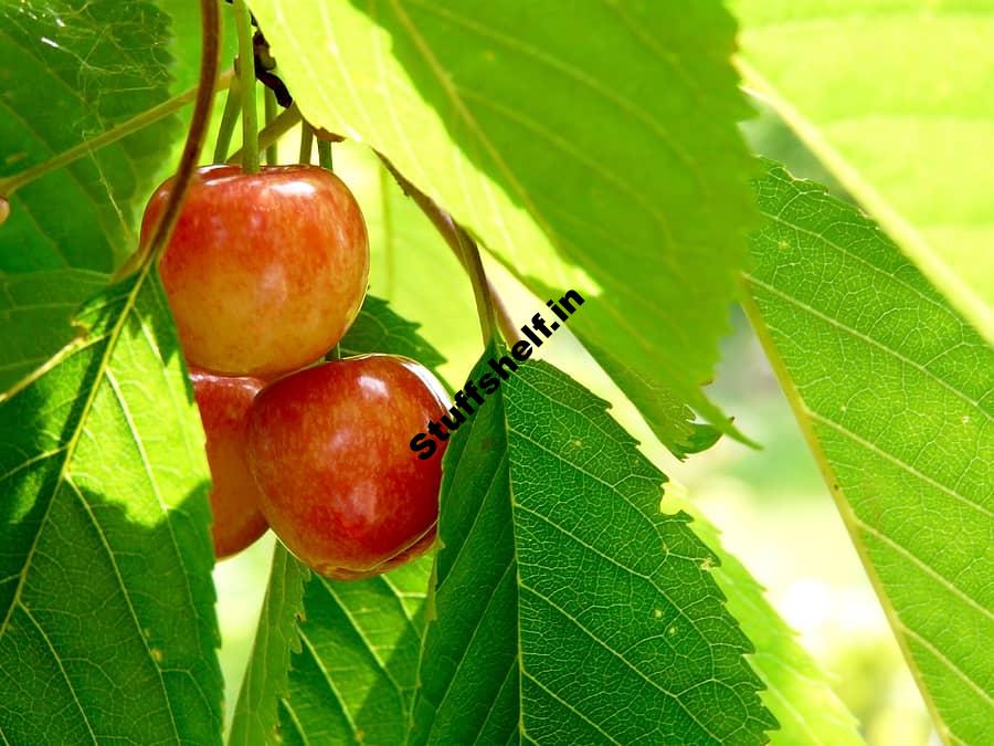 Sweet Cherry Varieties – Harvest to Table